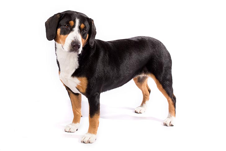 Entlebucher-Mountain-Dog-On-White-01